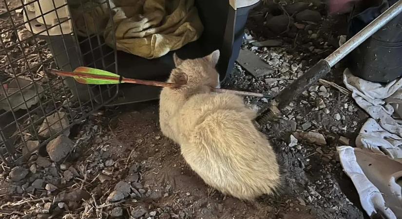 Nyíllal átlőtt macskát próbáltak menteni Debrecenben