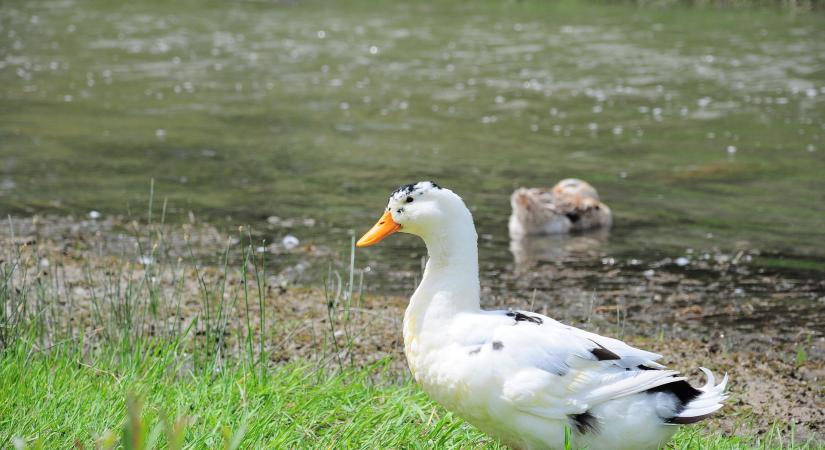 Nébih: Bács-Kiskun vármegyében ismét igazolták a madárinfluenzát