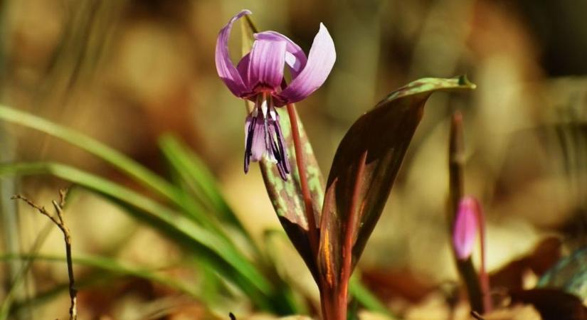 Hihetetlen virágözön Zalában és környékén – ezeket neked is látnod kell! (fotógalériákkal, videóval)