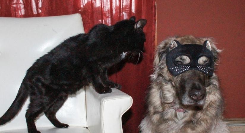 Te tisztában vagy ezekkel macskás tévhitekkel? – Igaz/hamis kvíz