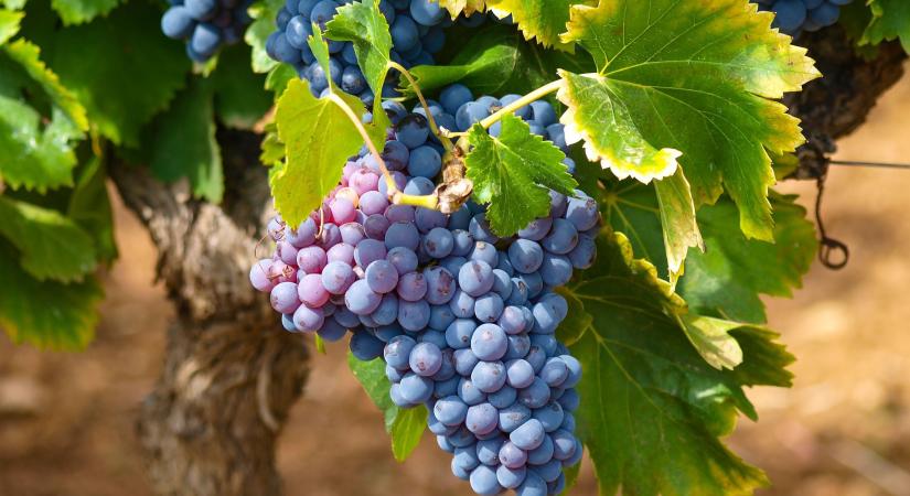 Fókuszban a szőlő- és borágazat fejlesztése