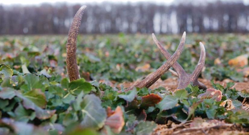 Sokan nem tudják: ezért nem viheted haza az erdőben talált agancsot