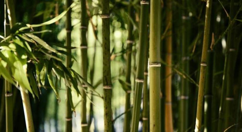 Meglepő újítás: így forradalmasíthatja a bambusz a drónokat