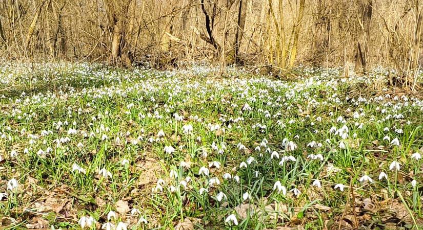 Gyönyörű hóvirágszőnyegre bukkant Zalában olvasónk