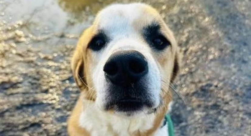 Új kutya érkezik a menhelyre – amit este tesz, attól összetörik a gondozók szíve