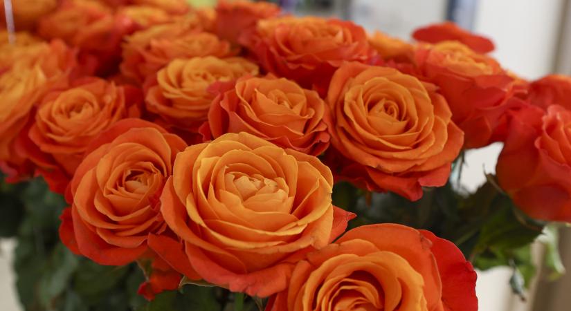 Virág útmutató – Szép virág a rózsa, hát még a bimbója!