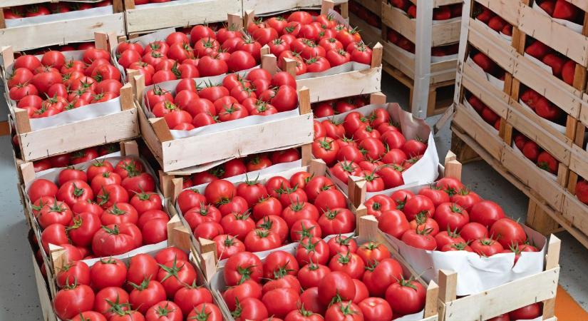 Az utolsó órában a paradicsomágazat: 2030-ra végleg eltűnhet az európai áru?
