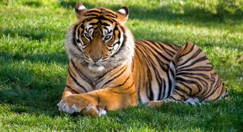 Szomorú hír érkezett Szegedről, el kellett altatni a vadaspark tigrisét