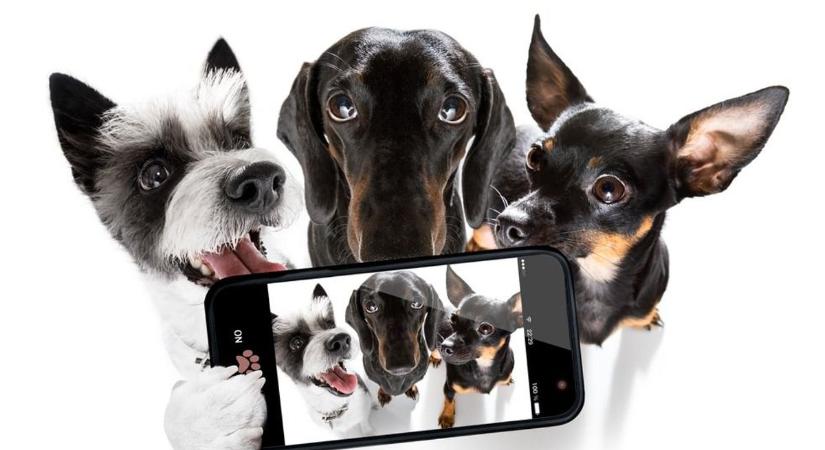 Akár fel is hívhatjuk házi kedvencünket – bemutatták az állatok okostelefonját