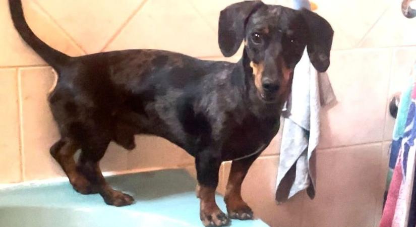 Ezt a tündéri kiskutyát keresi az egész zalai város! Segítsen megtalálni!