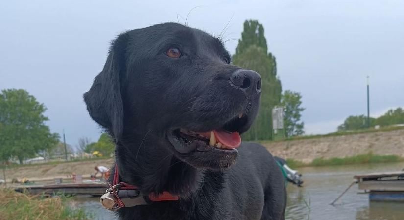 Szerencsére nincs baj - Gyorsan meglett a Győrben eltűnt vakvezető kutya - fotó