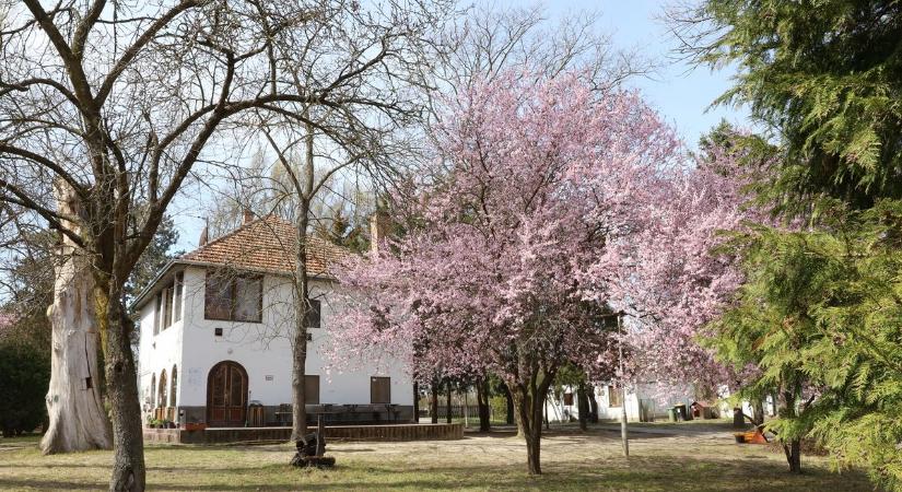 Megújul a Csongrádi Művésztelep – fejlődik a város büszkesége