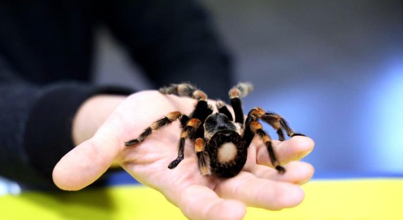 Gigászi madárpókok költöztek Szegedre, a világ négy kontinenséről érkeztek (galériával, videóval)