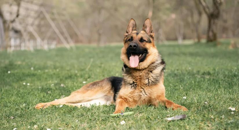 „A kutyám mentette meg az életemet - megérezte a rákot a leheletemen”