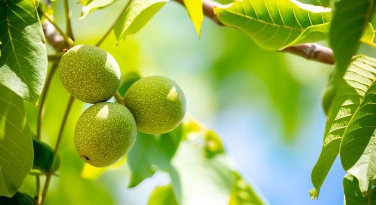 Eltűnhet a dió a kertekből? Új fegyver készül a pusztulás ellen