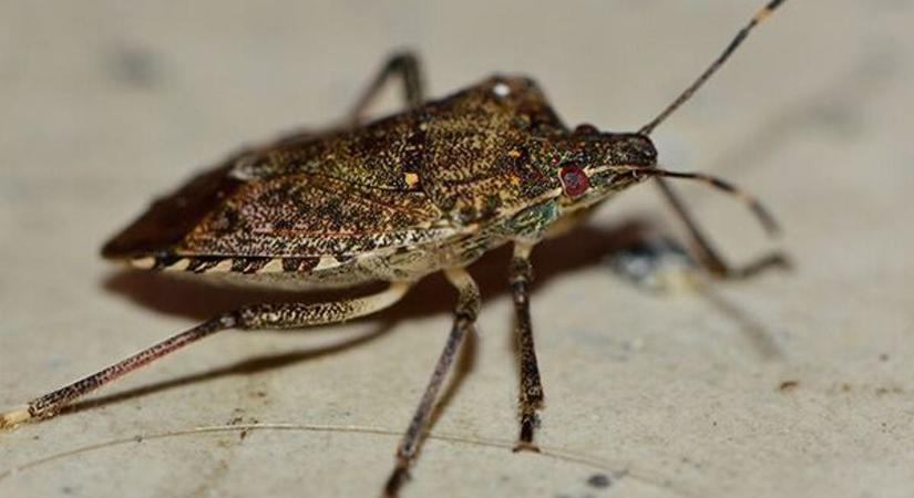 Megölte a kemény tél a poloskákat? Meglepő, mire jutott a szakember