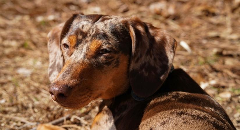 Híre-hamva sincs az esőnek