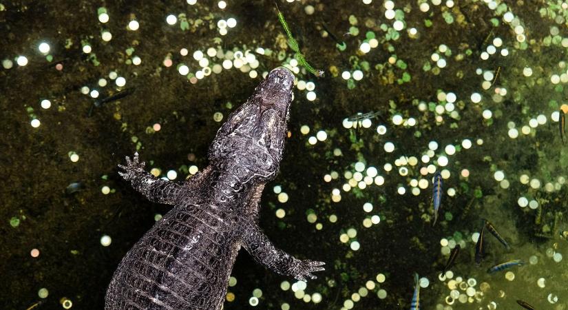 Ha kifizette a belépőt, mindent lehet? Lesápadsz, mit művelt pár vendég a nyíregyházi állatkertben