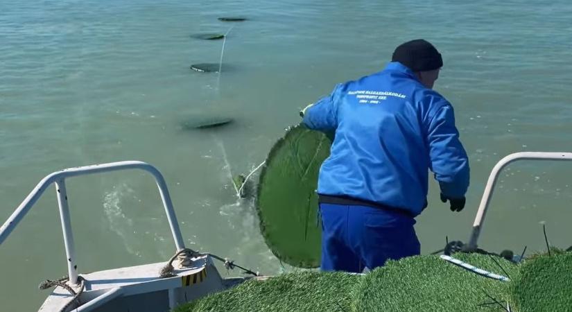 Süllőnász: mesterséges fészkek ezrei kerülnek ezen a négy helyszínen a Balatonba