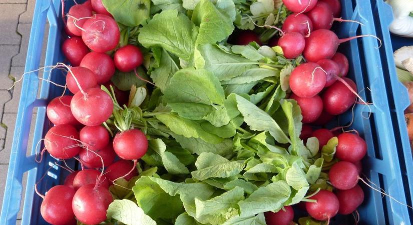 Retek vetése: mikor érdemes elkezdeni a tavaszi vetést?