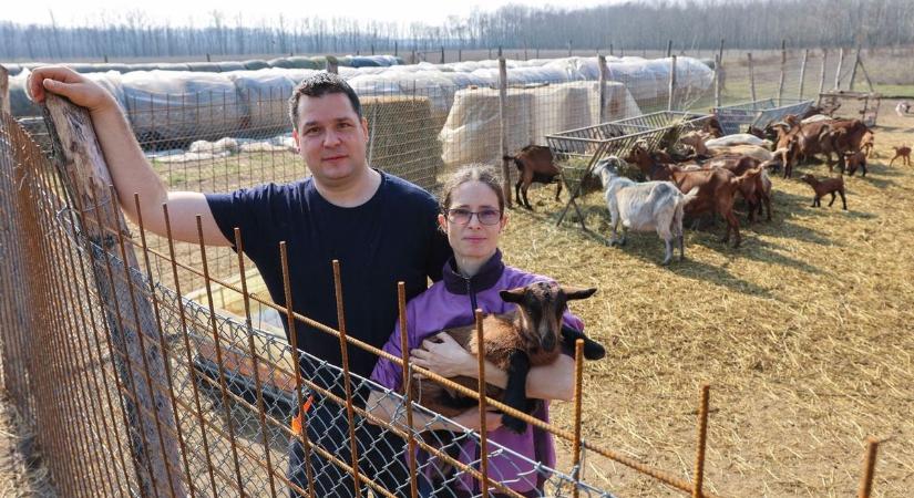 Igazi baby boom az öttömösi birtokon: két hét alatt hatvan gida született, és mind egyetlen apától