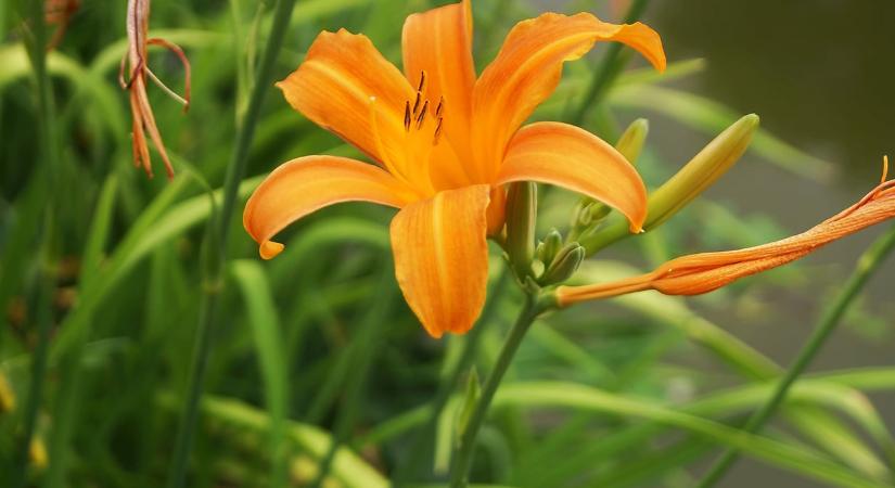 7 árnyéktűrő növény, ami kevés napfény mellett is szépen fejlődik