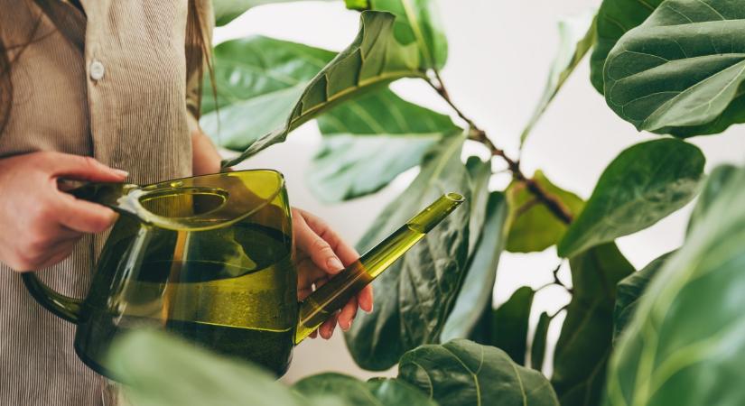 A legtöbben túlöntözik a szobanövényeket: ebből tudhatod, mikor van valóban szükség vízre