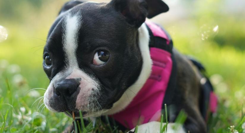 Mi az „ötperces szabály” a kölyökkutyák sétáltatásánál, és mire érdemes figyelni?