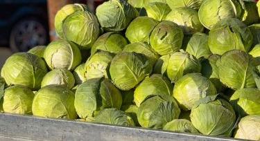 Káposztapiac nyomás alatt: túlkínálat diktál Európában