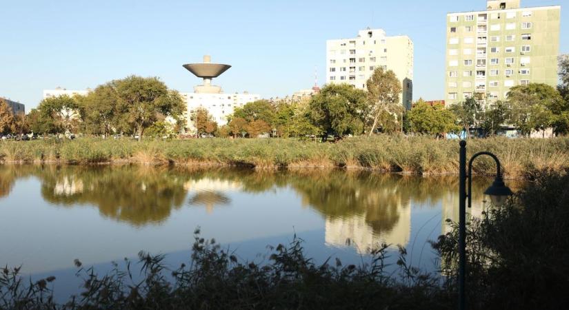 Váratlan vendégek bukkantak fel a szegedi tónál: ritka az ilyen pillanat