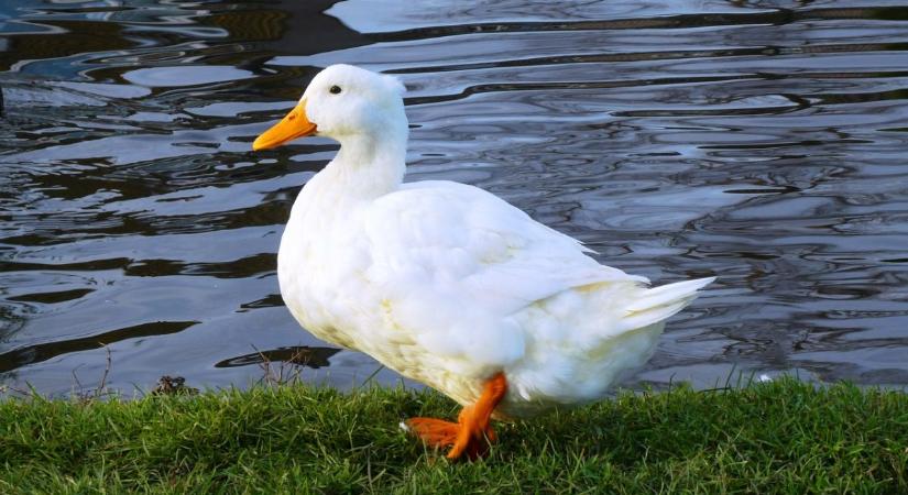 Bács-Kiskun vármegyében ismét igazolták a madárinfluenzát