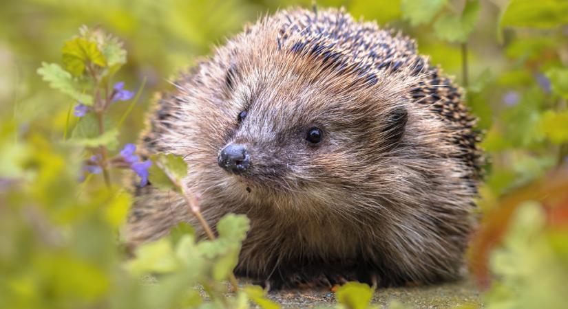 Felszólítják a magyar lakosságot! Ezt senki ne csinálja a kertjében