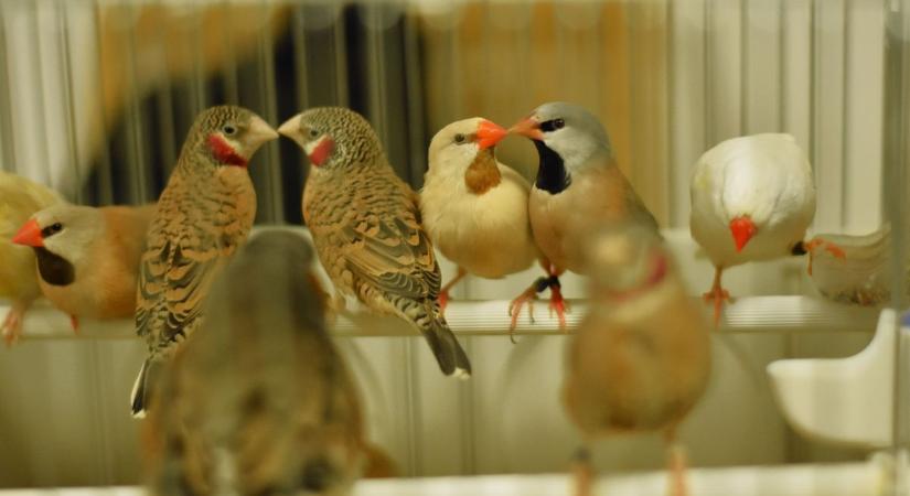 Szia Uram! Papagáj vagy díszpinty érdekel? Díszmadár kiállítás a zalai városban (galéria, videó)