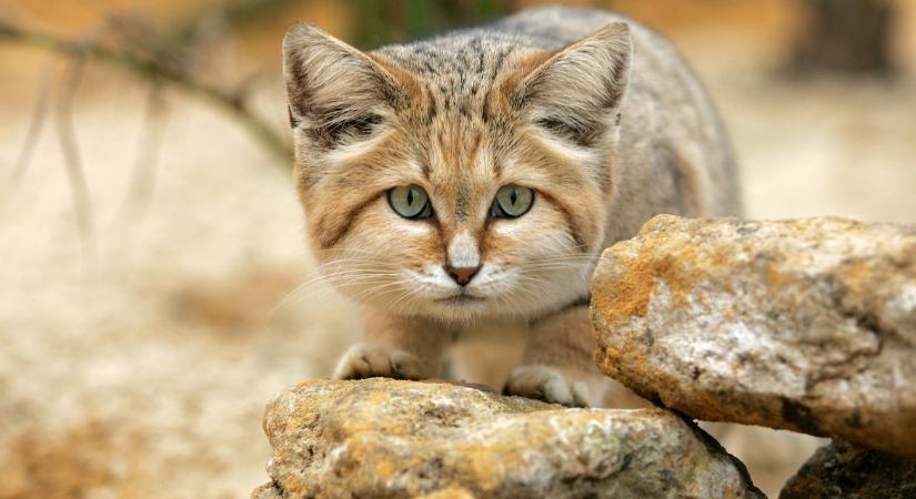 Macska, amelyik ugat: A sivatag rejtélyes ragadozója minden szabályt felrúg