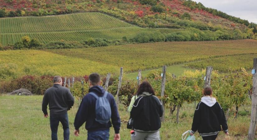 Heves vármegyét súlyos betegség érte el, már szervezik a védekezést