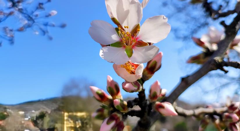 Virágzik a mandula, fokozódik az idei pollenszezon