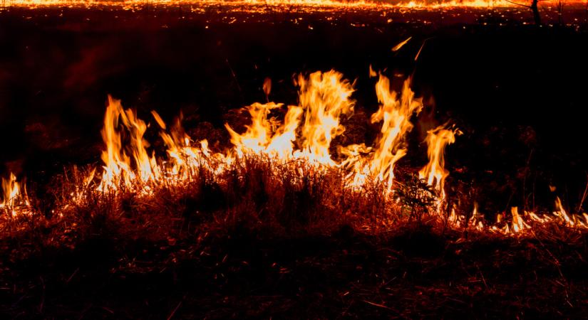 Veszélyben a magyar erdők? Bármikor beüthet a baj, oda kell figyelni