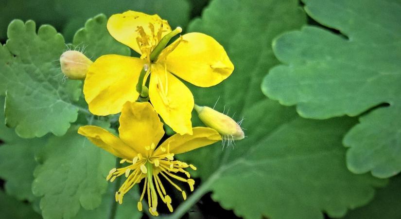 Aranyat érő orvosság vagy halálos méreg? Mi az igazság a vérehulló fecskefűről