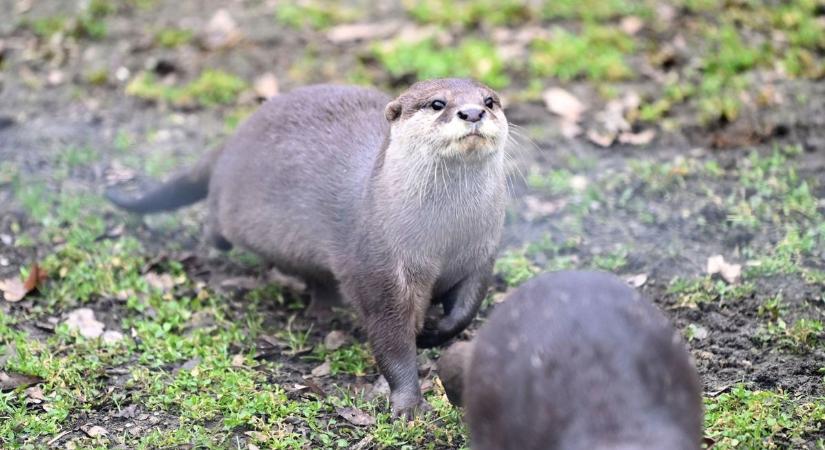 A hódok és a szemetelők teszik tönkre a kedvelt baranyai tavat és környezetét