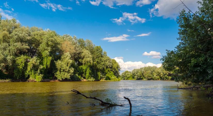 Éledezik az ártéri erdő: növények és rovarok lepik el az avarszintet