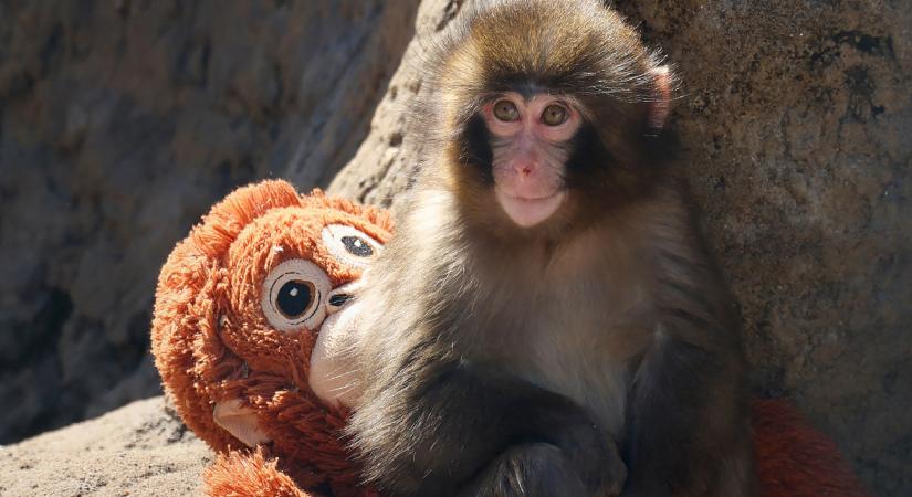Tudomány a magányos kismajom mögött: bántalmazás vagy nevelés, ha megkergetik a makákókölyköt?