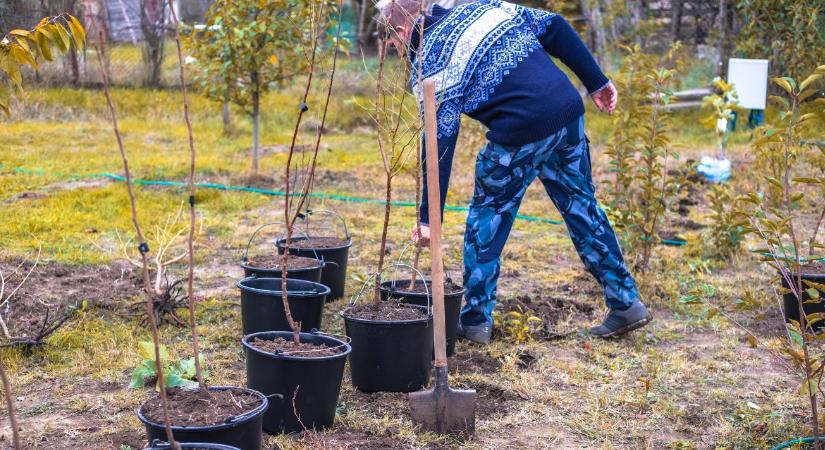 Gyümölcsfa ültetés tavasszal: mire kell figyelni?