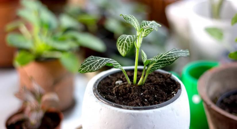 Kertész figyelmeztet: ez az ártatlannak hitt trükk tönkreteheti a cserepes növényeidet