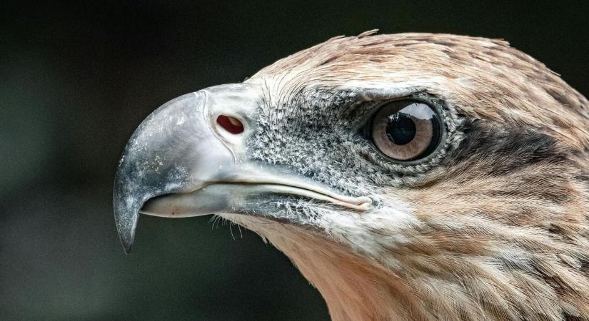 Döbbenetes adat: több tízezer ragadozó madarat számoltak meg Magyarországon