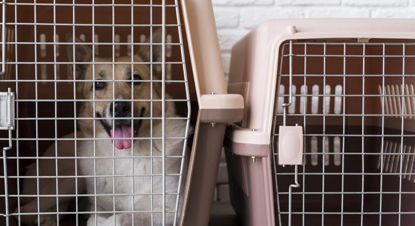 Szobakennel – Hogyan lehet az egyik leghasznosabb eszköz a kutyatartásban?