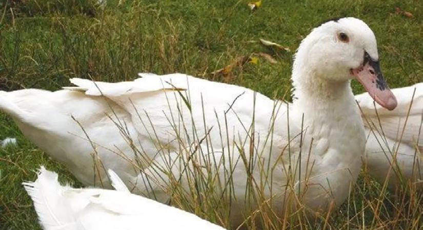 Nagy a baj, újra terjed a madárinfluenza