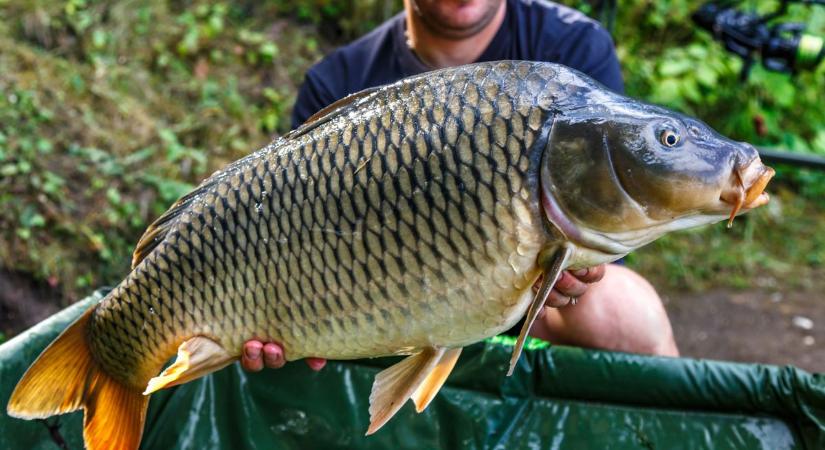 Csak a legnagyobb horgászok ismerik fel ezt a 10 halfajt