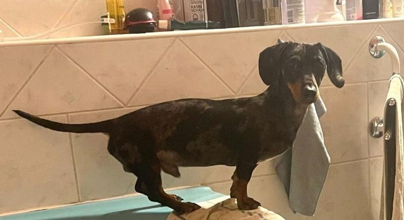 Fordulat az eltűnt tacskó ügyében: segített portálunk, megható fotót kaptunk!