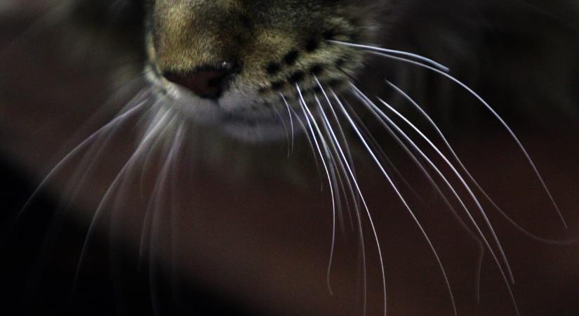 Nyíllal lőttek át egy macskát Debrecenben