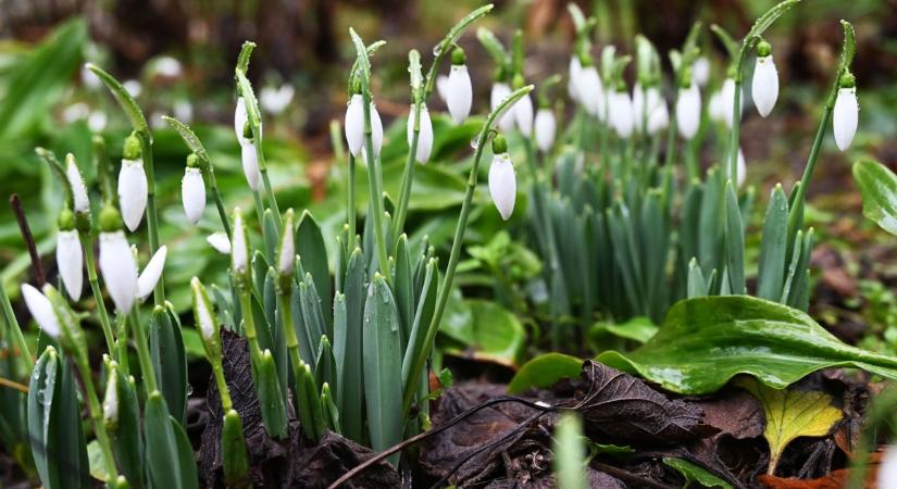 Kirobbanó tavasz nőnapra: akár 19 fok is lehet vasárnap, de van egy bökkenő a reggeli órákban – videóval